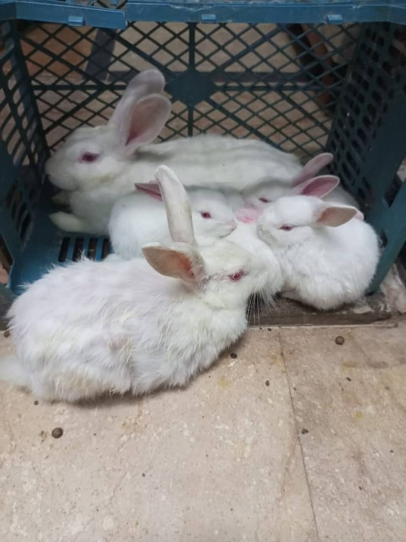 Rabbit Pair For Sale Only Pair 4