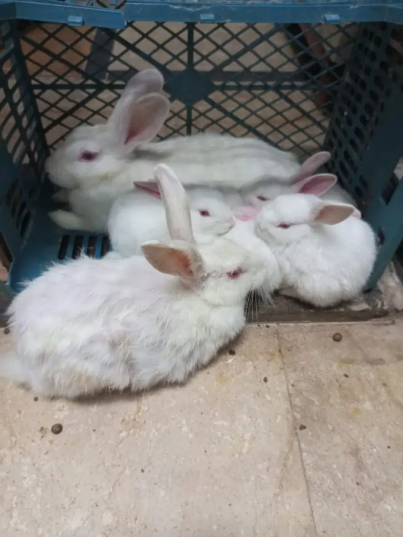 Rabbit Pair For Sale Only Pair — photo 5