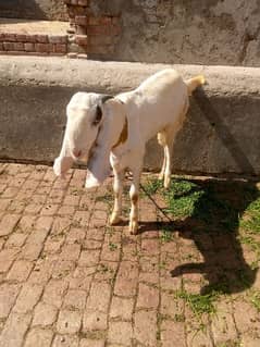 Goat | rajanpuri goat | Desi Bakra | goat for sale