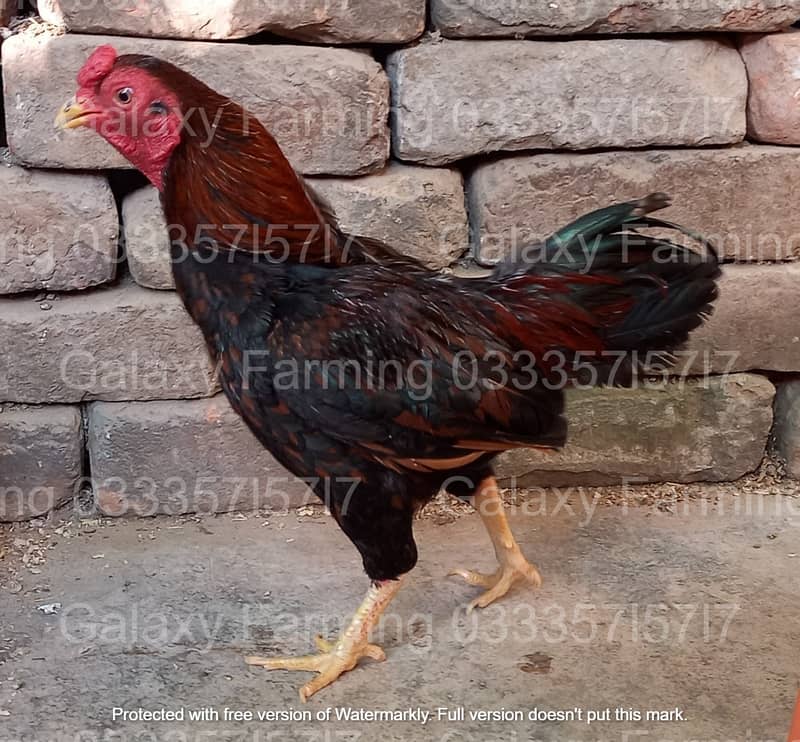 Frizzle,Aseel,Heera,Males,Taxila,Wah,Home,Delivery,O3335715717 13