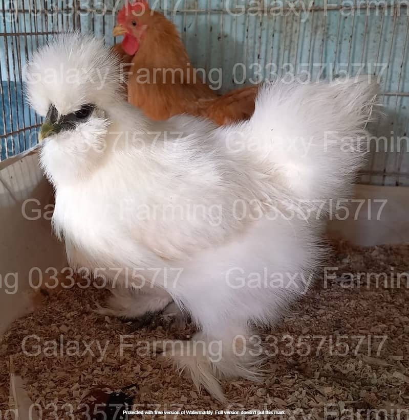 Fancy,Hen,Chicken,Chick,Egg,Aseel,Silkie,Polish,Sebright,03335715717 6