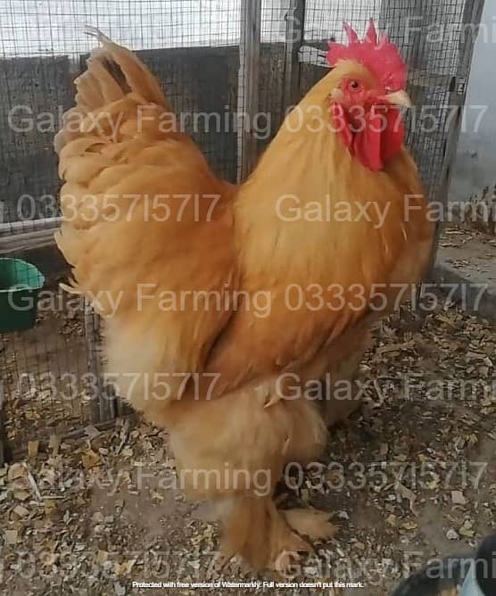 Fancy,Hen,Chicken,Chick,Egg,Aseel,Silkie,Polish,Sebright,03335715717 11