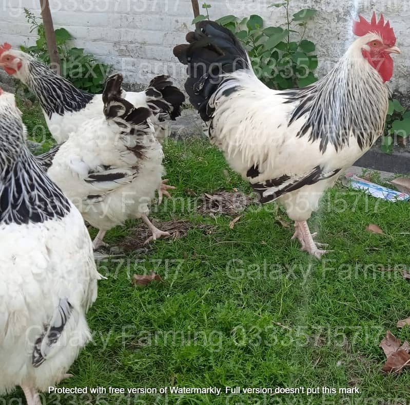 Fancy,Hen,Chicken,Chick,Egg,Aseel,Silkie,Polish,Sebright,03335715717 14