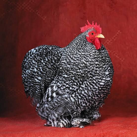 Fancy,Hen,Chicken,Chick,Egg,Aseel,Silkie,Polish,Sebright,03335715717 17