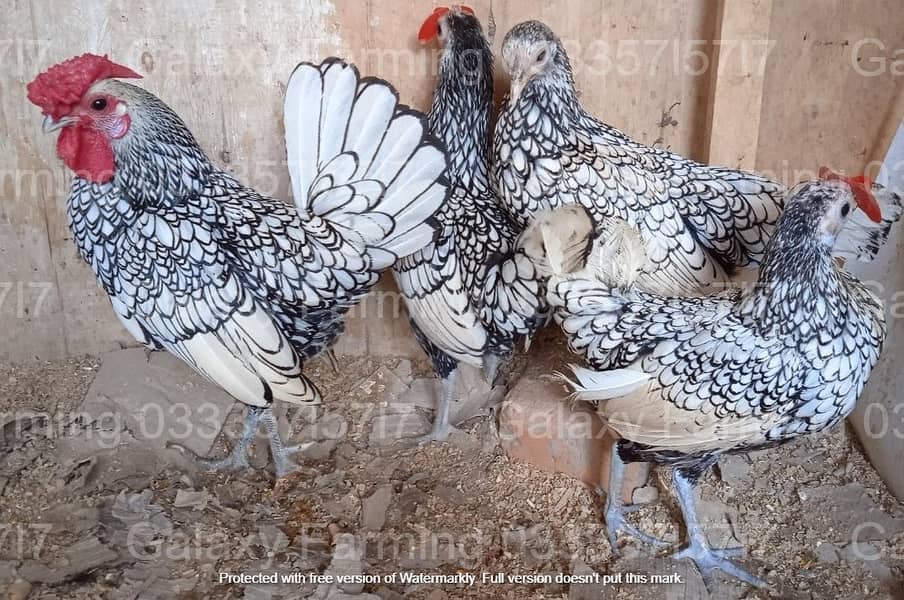 Fancy,Hen,Chicken,Chick,Egg,Aseel,Silkie,Polish,Sebright,03335715717 7
