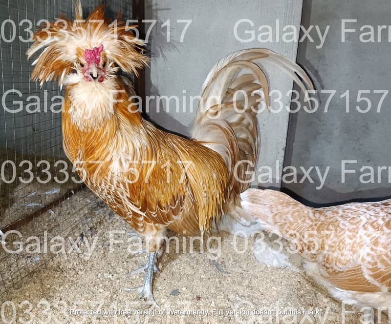 Fancy,Hen,Chicken,Chick,Egg,Aseel,Silkie,Polish,Sebright,03335715717 8