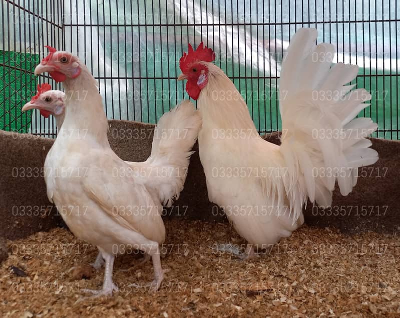 Fancy,Hen,Chicken,Chick,Egg,Aseel,Silkie,Polish,Sebright,03335715717 10