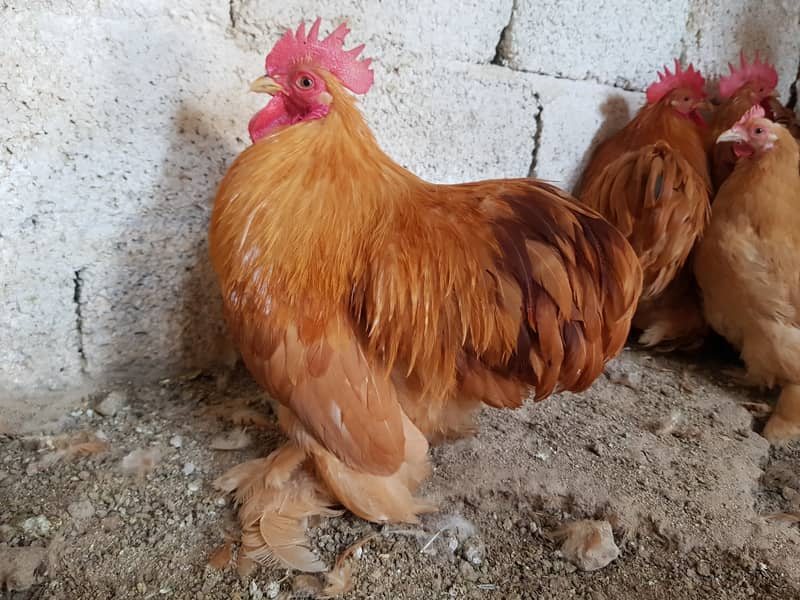 Fancy,Hen,Chicken,Chick,Egg,Aseel,Silkie,Polish,Sebright,03335715717 15