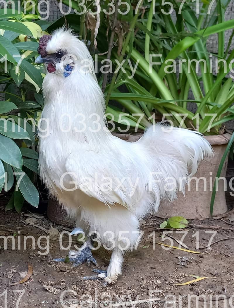 Fancy,Hen,Chicken,Chick,Egg,Aseel,Silkie,Polish,Sebright,03335715717 16