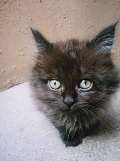 Persian kittens and Adult cats for sale