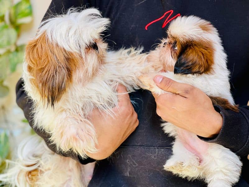 High Quality Shihtzu Puppies 4