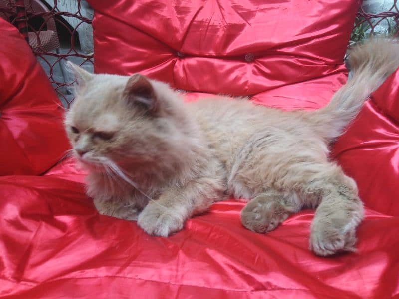 persin cat 2