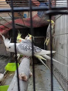 cocktail male for sale urgent