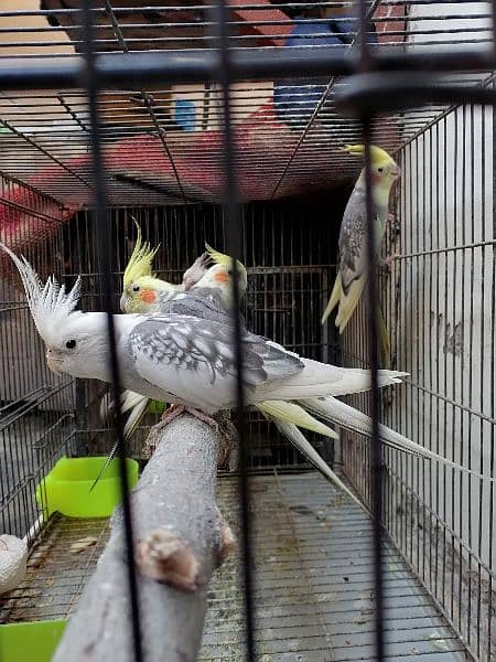 cocktail male for sale urgent 0