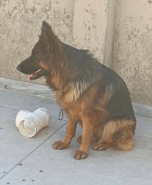 pink pedigree gsd female for sale 0