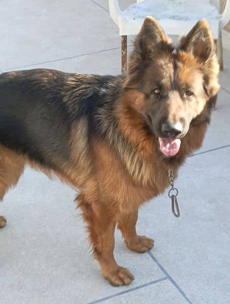 pink pedigree gsd female for sale 1