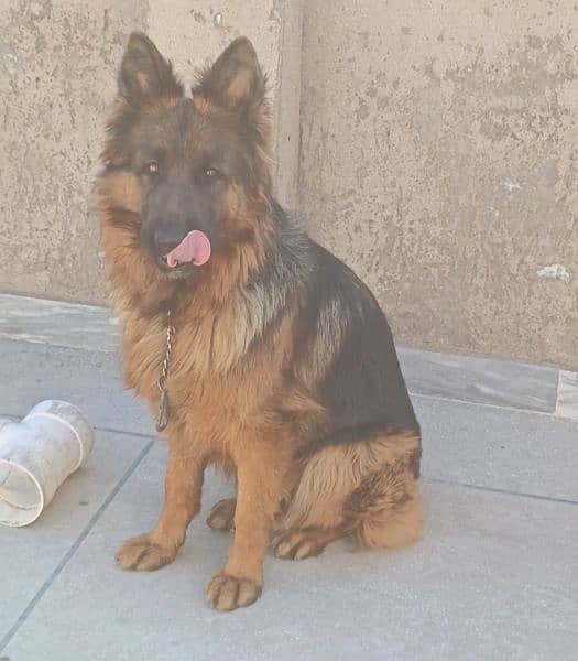 pink pedigree gsd female for sale 3