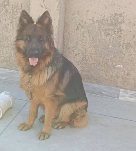 pink pedigree gsd female for sale 4