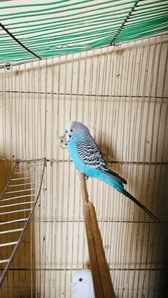 hand tame budgie pair