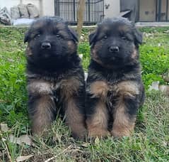 German shepherd long coat puppies for sale 0