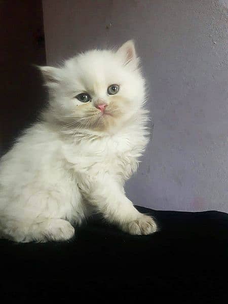 Female persian kittens for 2024 sale