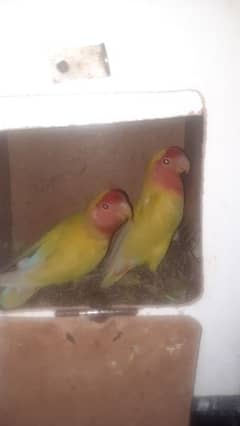 Latino parrots with cage