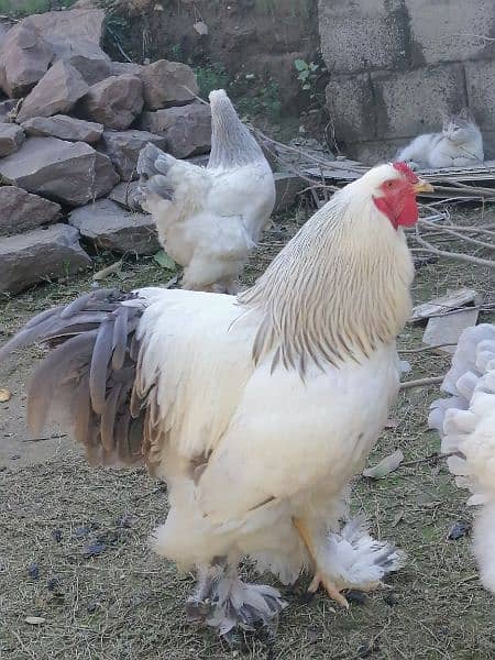 light columbine Brahma chicks for sale 2