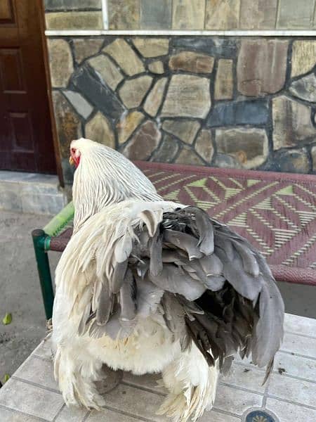 light columbine Brahma chicks for sale 4