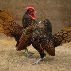 Golden Sebrite Fancy Hen (Murgi) Breeder Pair Egg Laying
