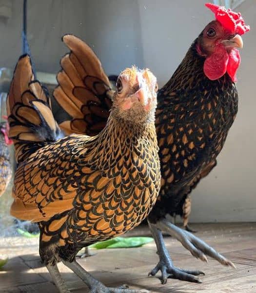 golden sebrite sebright fancy hen breeder pair 1