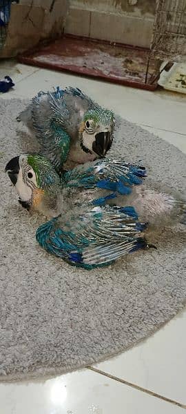 blue n gold macaw  chick kakatoa chick available Karachi breed 2
