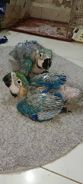 blue n gold macaw  chick kakatoa chick available Karachi breed 7