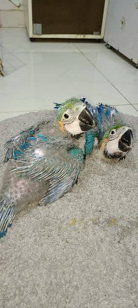 blue n gold macaw  chick kakatoa chick available Karachi breed 8