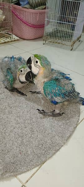 blue n gold macaw  chick kakatoa chick available Karachi breed 9