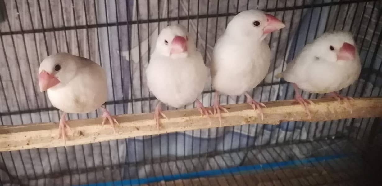 cockatiel bhi hai java whitr grey 1