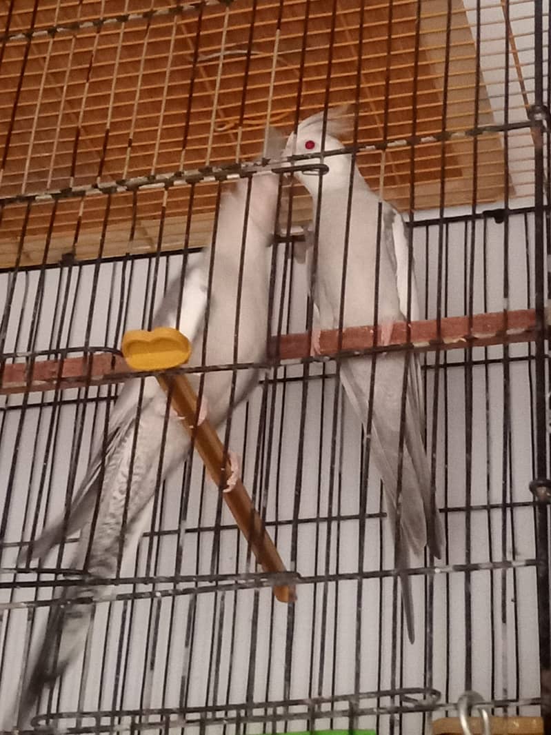 cockatiel bhi hai java whitr grey 5