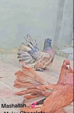 American Fantail pair / lahore sherazi /  Pigeon