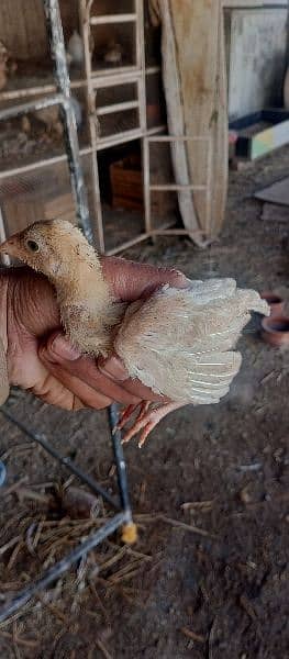 Aseel chicks 13