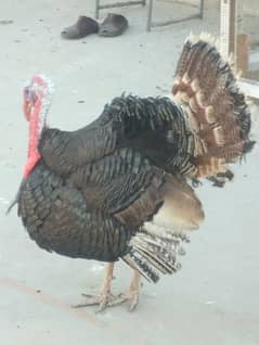 turkey chicks,turkey bird big pair or chicks bhi available hain