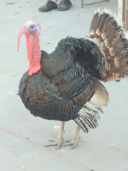 turkey chicks,turkey bird big pair or chicks bhi available hain 1