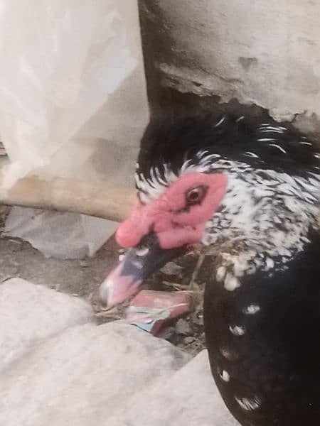 mascovy ducks. breader pair avalible. eggs laying 0