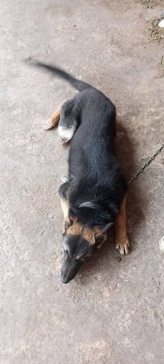 Germen shepherd / Germen shepherd male/ Germen shepherd for sale