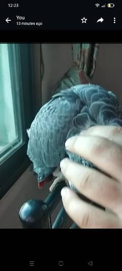 I am selling my African Gray parrot age 3 years full hand and fly tame
