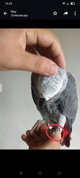 I am selling my African Gray parrot age 3 years full hand and fly tame 1