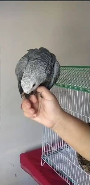 I am selling my African Gray parrot age 3 years full hand and fly tame 2