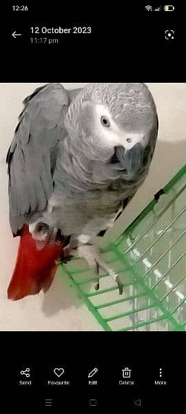 I am selling my African Gray parrot age 3 years full hand and fly tame 3