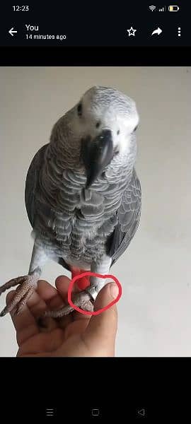 I am selling my African Gray parrot age 3 years full hand and fly tame 4