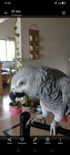 I am selling my African Gray parrot age 3 years full hand and fly tame 5