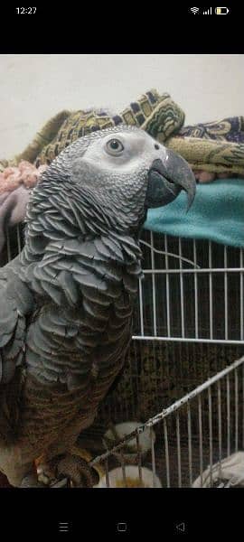 I am selling my African Gray parrot age 3 years full hand and fly tame 6