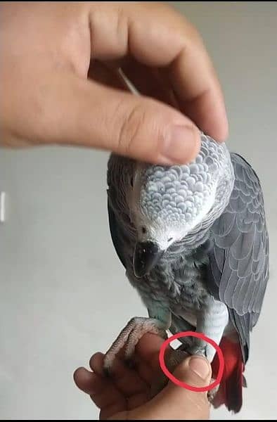 I am selling my African Gray parrot age 3 years full hand and fly tame 7